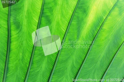 Image of green palm tree leaf