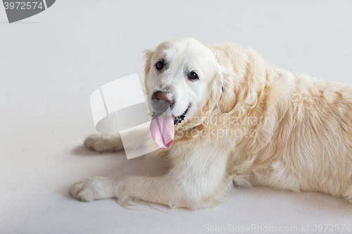 Image of close up of golden retriever dog lying on floor
