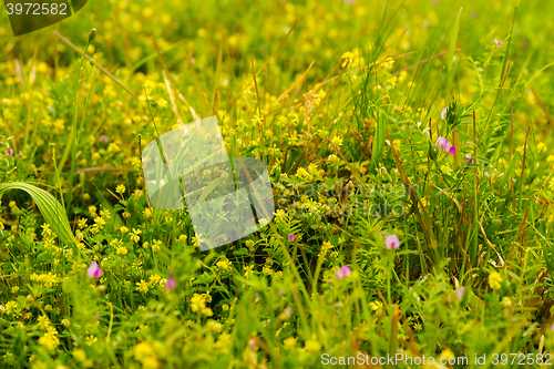 Image of Weeds