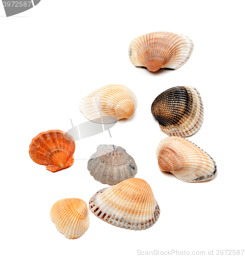 Image of Seashells isolated on white 