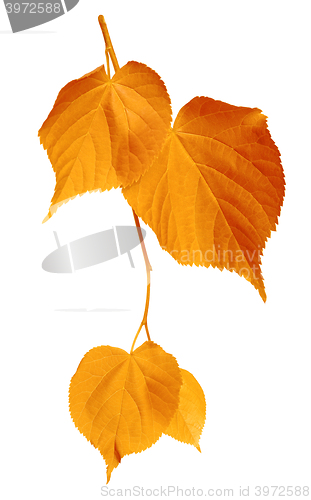 Image of Yellowed leaves on white background