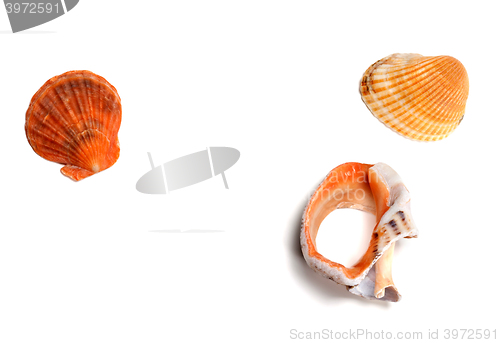 Image of Two seashells and broken rapana