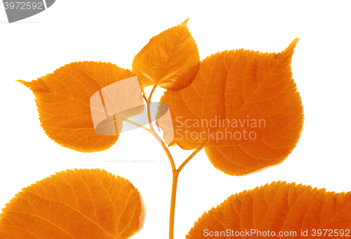 Image of Autumnal sprig of linden-tree