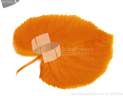 Image of Autumnal linden-tree leaf