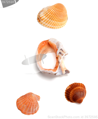 Image of Seashells and broken rapana 