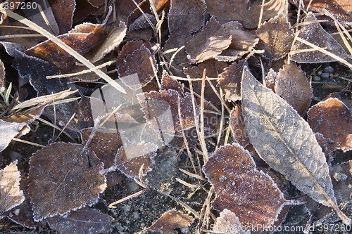 Image of Autumn leaves