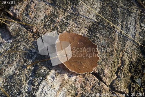 Image of Autumn leaf