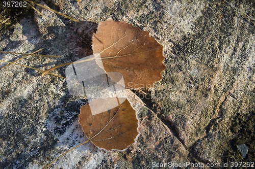 Image of Autumn leaves