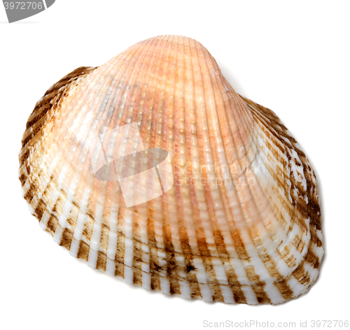 Image of Seashell on white background