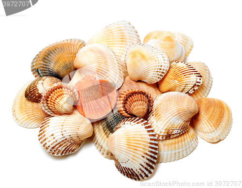 Image of Seashells of anadara and scallop