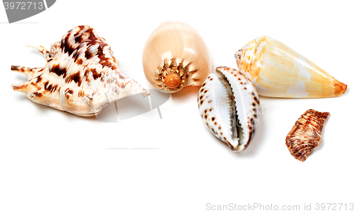 Image of Exotic seashells on white