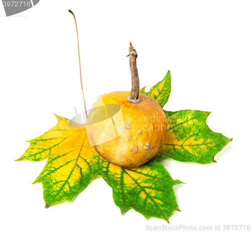 Image of Small decorative pumpkin on autumn multicolor maple-leaf
