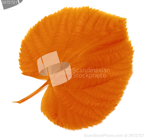 Image of Autumn leaf on white