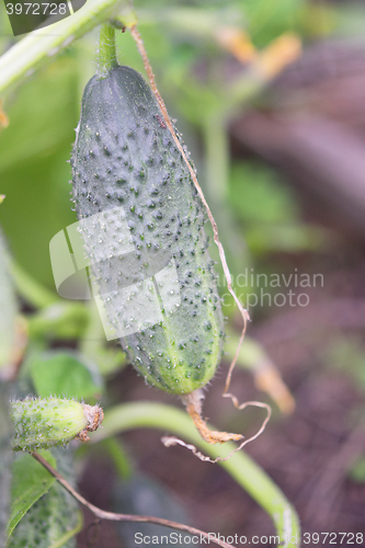 Image of growing cucumbers