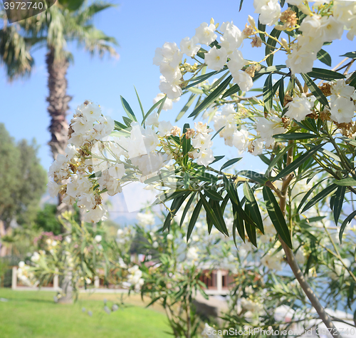 Image of south white flowers