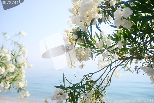 Image of flowers against sea