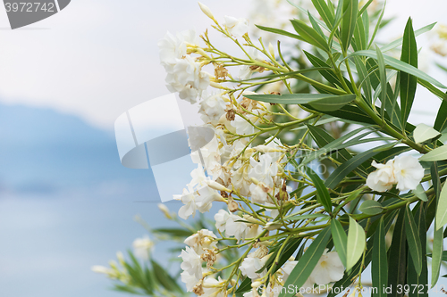 Image of flowers against sea