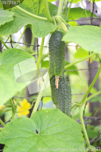 Image of growing cucumbers