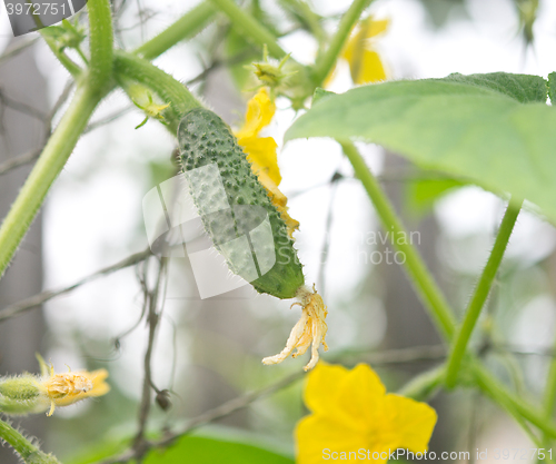 Image of growing cucumbers