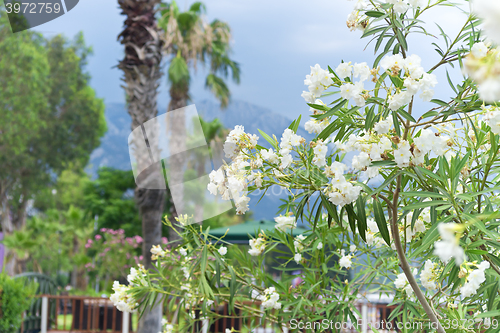 Image of flowers against mountains