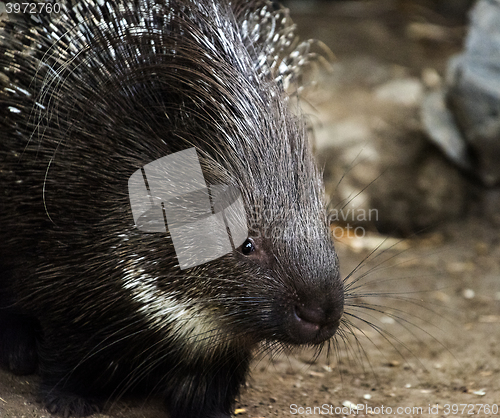 Image of Porcupine