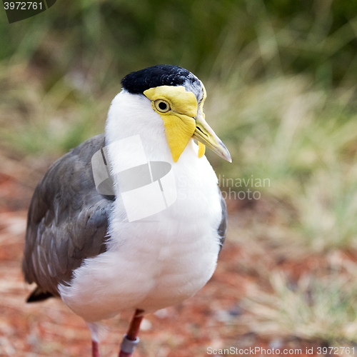 Image of Masked lapwing (also known as the masked plover)