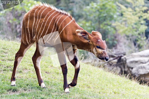 Image of Bongo (antelope)