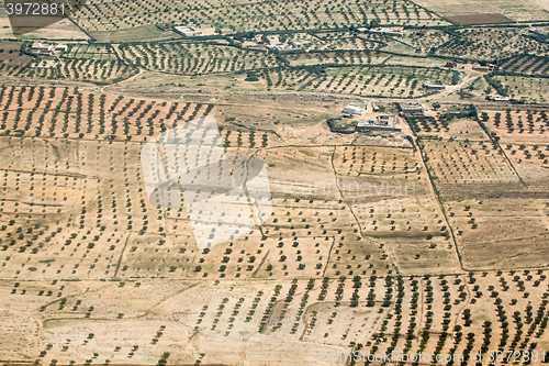 Image of Olive plantation in Tunisia