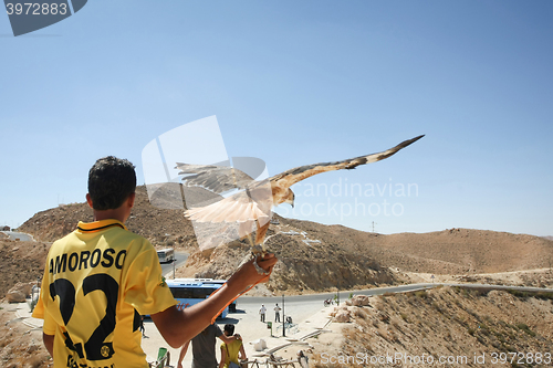 Image of Tunisian man holding hawk