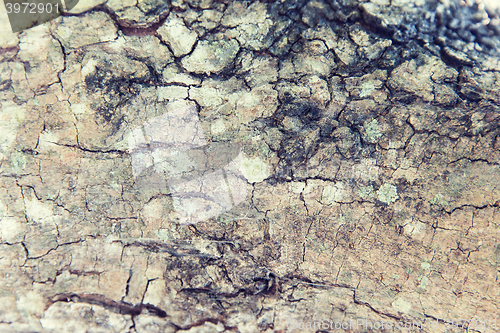 Image of tree trunk bark texture