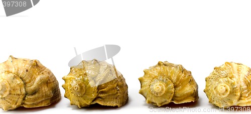 Image of four cockleshells