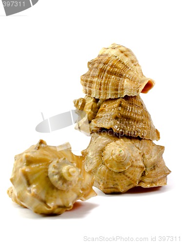 Image of cockleshells