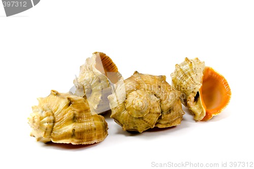 Image of four cockleshells