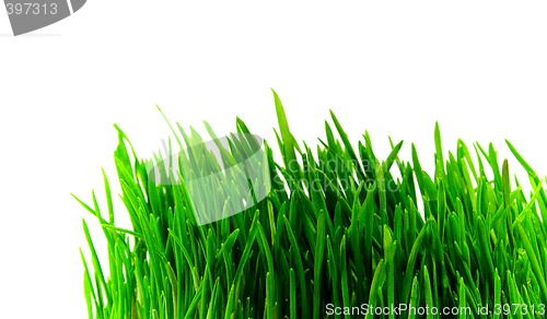 Image of green grass