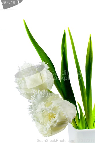 Image of white tulips