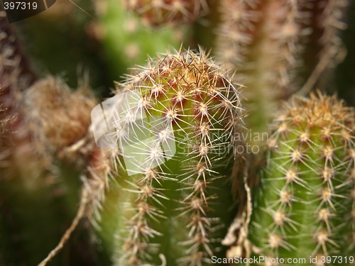 Image of echinocereus engelmanni