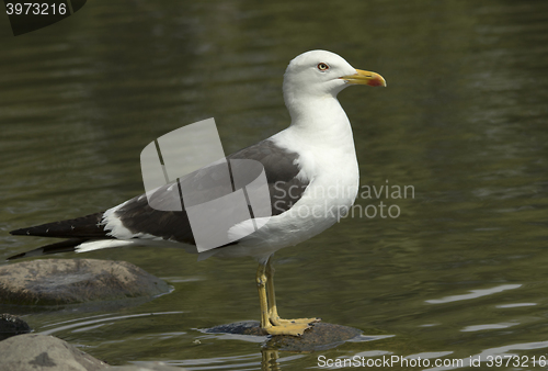 Image of Lesser Black-backed