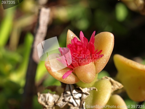 Image of Sedum nussbaumerianum flower