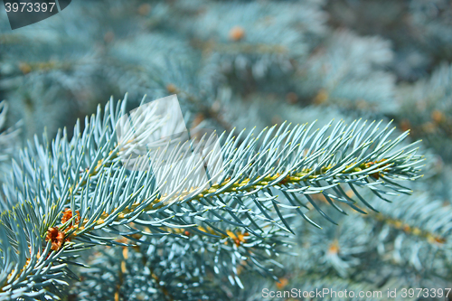 Image of Branch of blue spruce in summertime