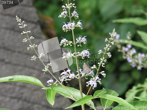 Image of butterfly and flowers