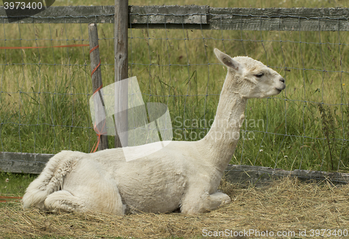 Image of alpaca