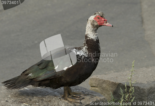 Image of Muscovy duck