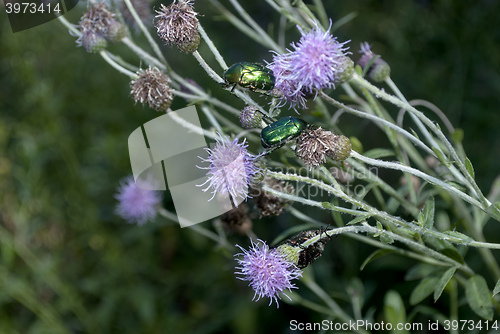 Image of Forest beetles sitting on flower