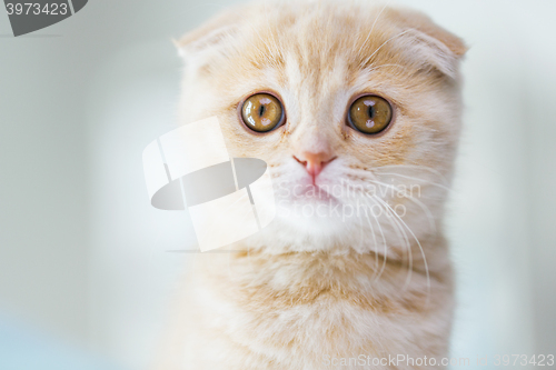 Image of close up of scottish fold kitten