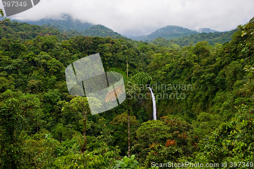 Image of Rain Forest