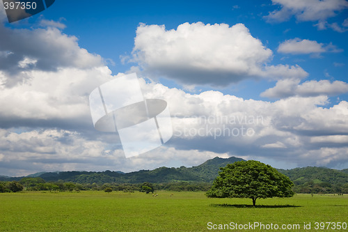 Image of Tree