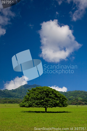 Image of Tree