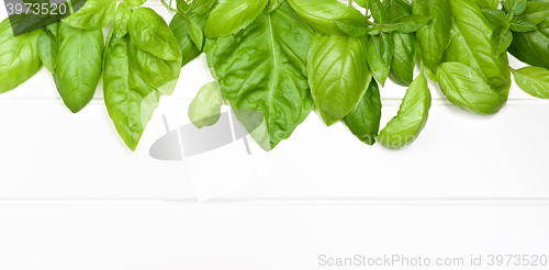 Image of Frame of Basil Leafs