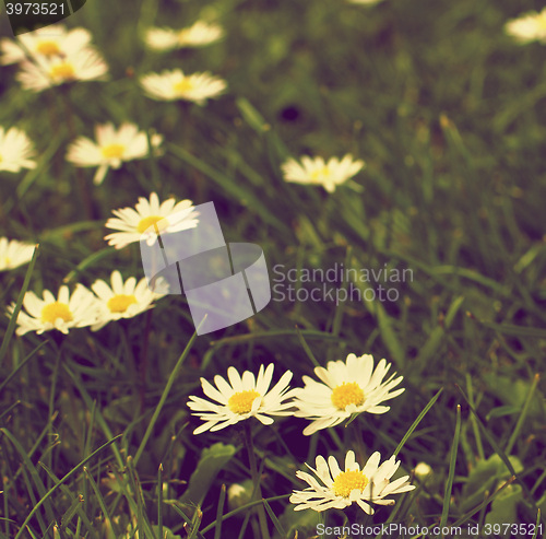 Image of Camomile Flower Field