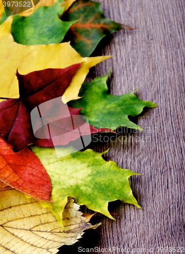 Image of Border of Maple Leafs